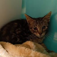OGGY       CT, chat à adopter