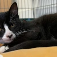 SAPHIR, chat à adopter