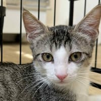 OZZY, chat à adopter