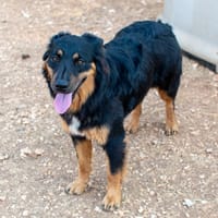 PEPA, chienne à adopter
