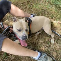 ASIA, chienne à adopter