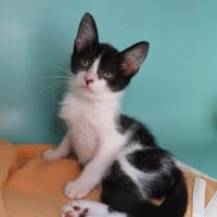 POUSSY, chatte à adopter