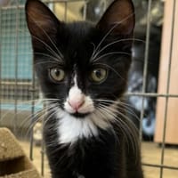JADE, chatte à adopter