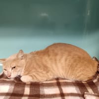 TOKYO CT, chat à adopter