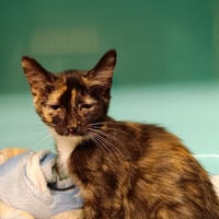 NAYA     CTTE, chatte à adopter