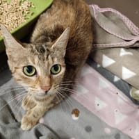 UPSY CTTE, chatte à adopter