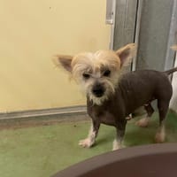 Pépère, chien à adopter