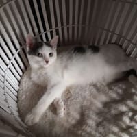 BULDA, chatte à adopter