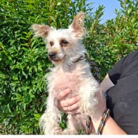 Gigi, chienne à adopter