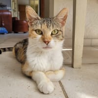 CAYANA, chatte à adopter