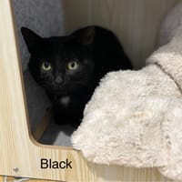 Black, chat à adopter