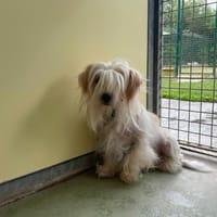 Petrus, chien à adopter
