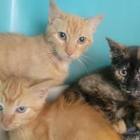 Balia, chatte à adopter