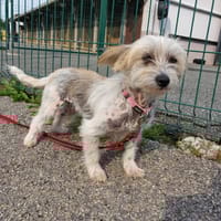 Lady, chienne à adopter