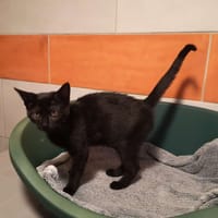 ATLASE, chatte à adopter