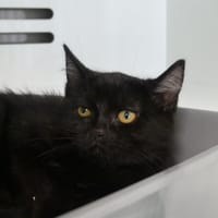 BLUE, chatte à adopter
