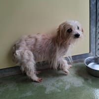 CARTOON, chien à adopter