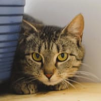 Nina Cab4122, chatte à adopter