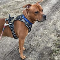 Flip (Réservé), chien à adopter
