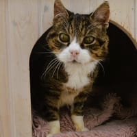 Papy Globule Cab3892, chat à adopter