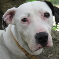 CHEYEN, chienne à adopter