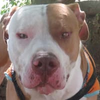 RIO, chien à adopter