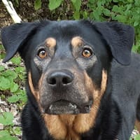 Orion, chien à adopter