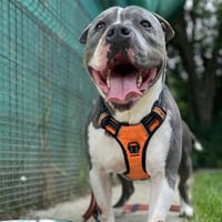 GROOT VAA, chien à adopter