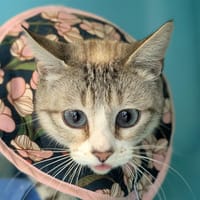 Kea, chatte à adopter