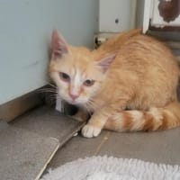 Josette, chatte à adopter