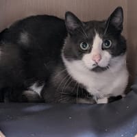 RICK, chat à adopter