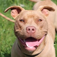PUMBA, chien à adopter