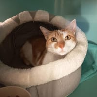 SWEETY C, chatte à adopter