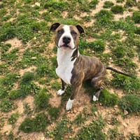 VARI, chienne à adopter