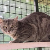 BURBERRY, chatte à adopter