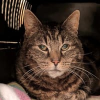EOMER QCT, chat à adopter