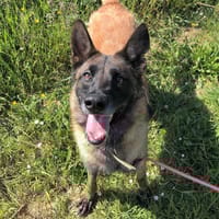 RAVEN, chienne à adopter