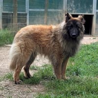 VISCONTI (réservé), chien à adopter