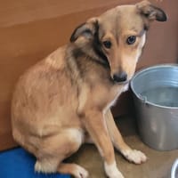 Calinette (réservée), chienne à adopter
