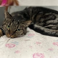 PATAQUICHE, chatte à adopter