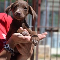 MINNIE, chienne à adopter