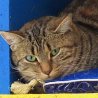TULIPE, chatte à adopter