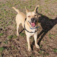 jumpy, chien à adopter
