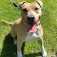Molly CAA12080, chienne à adopter
