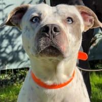 TAYSON, chien à adopter