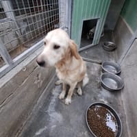 DORY mix golden retriever, cane femmina da adottare