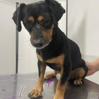Gael, chien à adopter