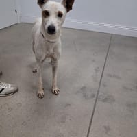 Pirata, chien à adopter