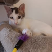 *LÉO*, chat à adopter