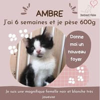 AMBRE, chatte à adopter